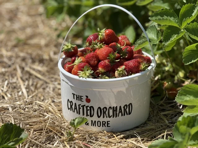 Fresh strawberries in a branded Crafted Orchard harvest bucket